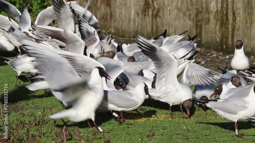 Seagull