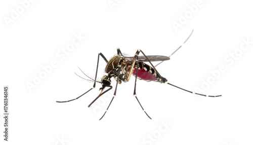 Mosquito detailed close-up with visible blood, on a black background
