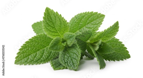 Fresh spearmint leaves showing intricate vein patterns, vibrant green against a clean white