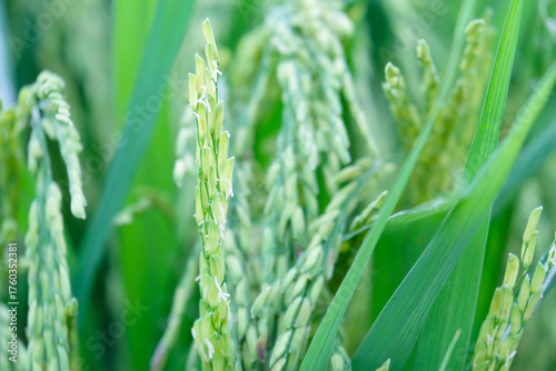 Rice plants in the paddy field.
