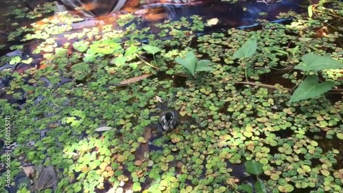 Mysterious Pond Surface: An overhead shot reveals a captivating water landscape, showcasing an enchanting, verdant tapestry of aquatic plants and still water.