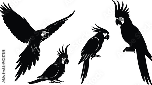 Cockatoo bird silhouettes, exotic parrot illustration, tropical wildlife artwork, perched and flying cockatoos, crest feathers design, cad drawing flat vector illustration