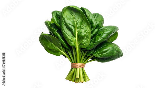 Fresh spinach bunch, dark green leaves tied, isolated on black