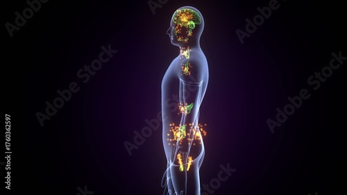 Human glands anatomy. 3d illustrations