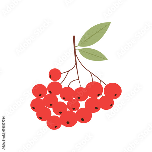 Cluster of rowan berries with leaves.