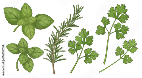 Fresh Herbs: Basil Rosemary and Parsley Sprigs Culinary Ingredients.