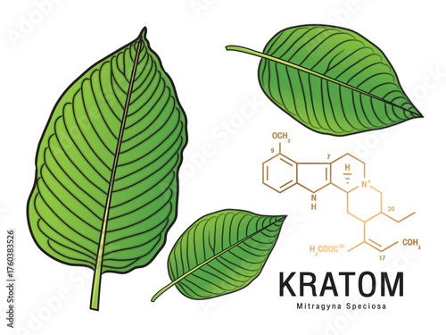 Fresh green Kratom leaf (Mitragyna speciosa) Chemical structure of Speciogynine. Plant herbal alternative, narcotics, painkiller. Medical concept. Realistic 2D vector. Isolated on white background
