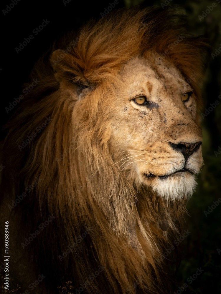 Fototapeta premium A majestic male lion staring proudly into the distance with a golden mane. The portrait radiates strength, power, and natural beauty. 