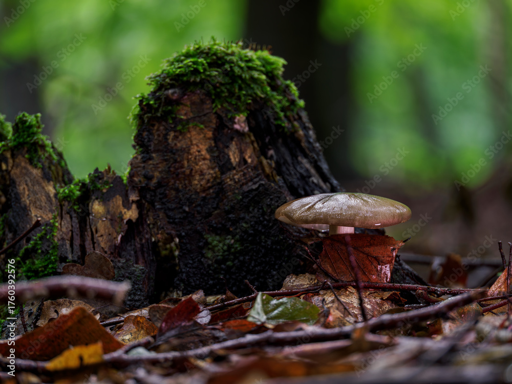 Fototapeta premium Mushroom growing in the forest among wet leaves after rain. 