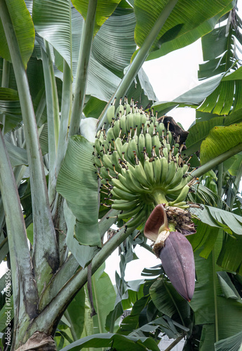 Wallpaper Mural Tropical banana plant with growing fruit cluster. Green bananas and flower hanging from tall tree. Banana bunch ripening under large green leaves. Banana fruits with blossom in tropical sunlight Torontodigital.ca