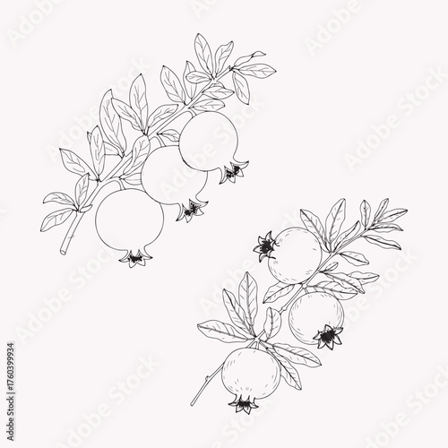 Delicate Pomegranate Branch Illustration with Leaves and Fresh Fruits Sketch