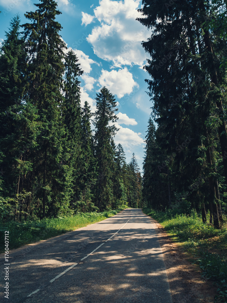 Obraz premium Long winding road surrounded by tall evergreen trees under a bright blue sky on a sunny day