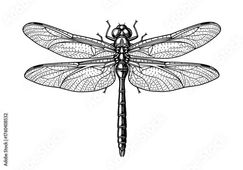 Dragonfly Illustration Woodcut Style Engraving of an Insect with Delicate Wings