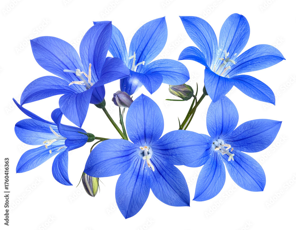 Fototapeta premium Fantasy Blue Glow Flowers with Sparkling Petals PNG
