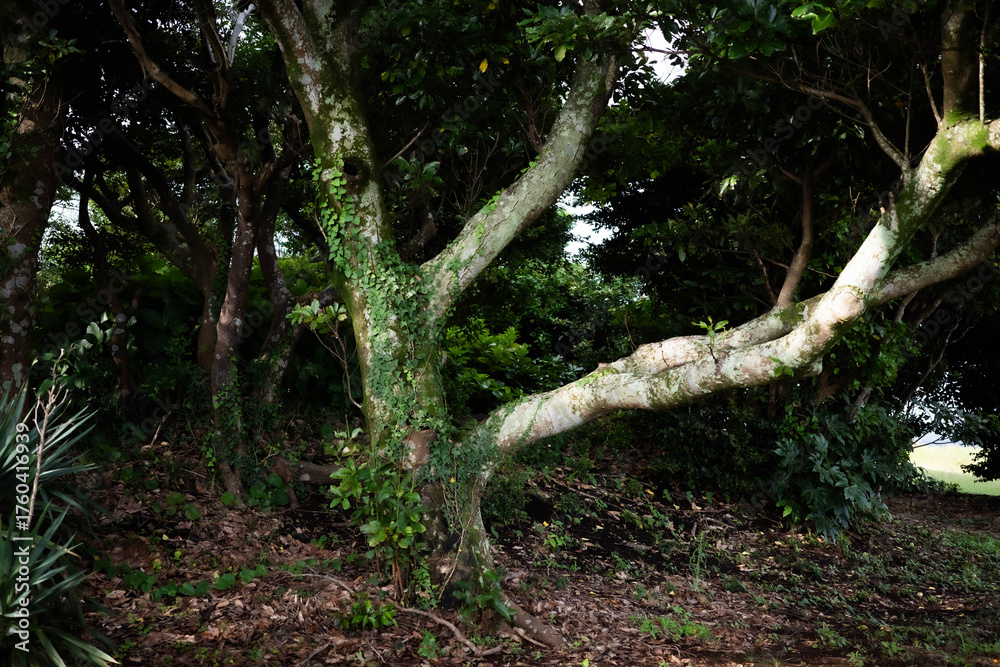 Obraz premium tree in the forest