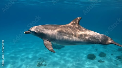 A mesmerizing view of a solitary marine mammal swimming in crystalline, azure waters, showcasing its streamlined body and agile movements amid the underwater ecosystem.