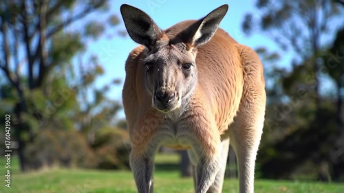 Close up shot reveals a magnificent kangaroo, its gaze direct as it stands on a grassy plain with trees under a bright, blue sky, providing a captivating view.