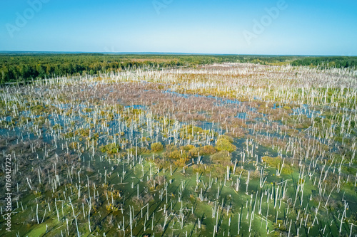 Waterlogged landscape showing dead trees and lush vegetation in an affected area experiencing severe flooding issues