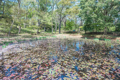 茨城　助川山市民の森のおむすび池（日立市）