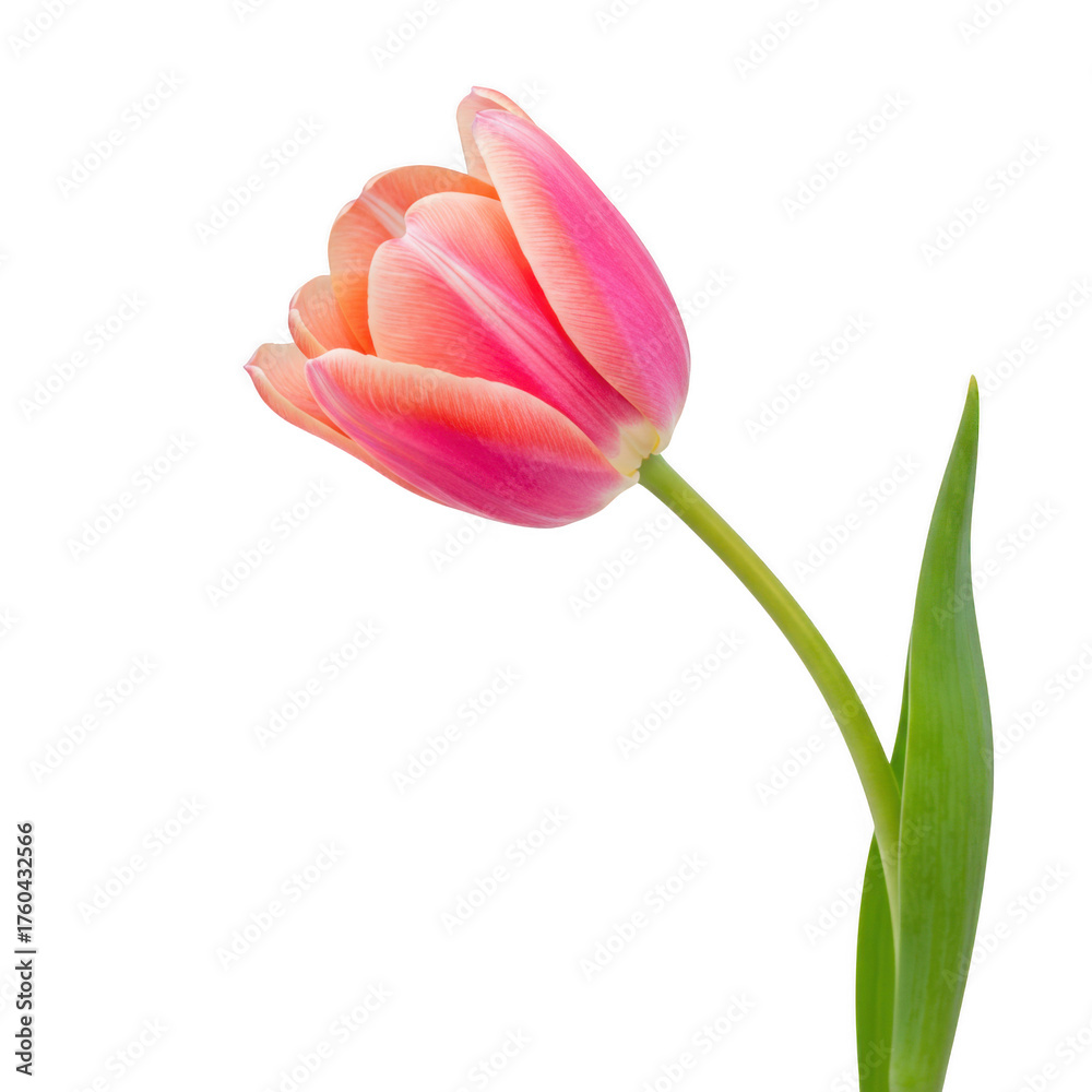 Naklejka premium Single pink tulip bloom with green stem and leaf isolated isolated on transparent background