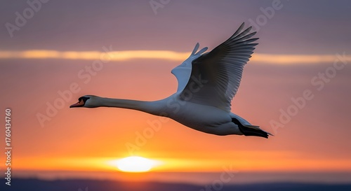 Swan Soaring at Sunset - A Moment of Grace and Beauty.
