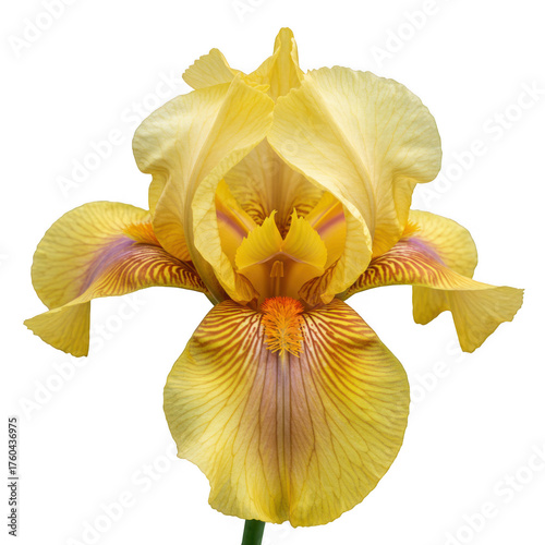 Beautiful yellow iris flower close up macro photography nature botanical art isolated on transparent background