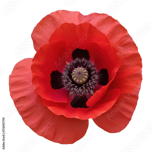 Vibrant red poppy flower bloom close-up macro photography of delicate petals isolated on transparent background
