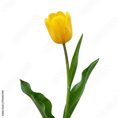 Vibrant yellow tulip bloom isolated on botanical beauty photography isolated on transparent background