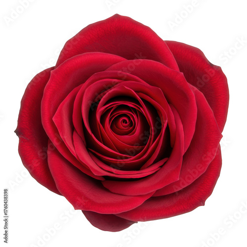 Deep red rose bloom isolated detailed petals lush romantic flower close up nature's beauty isolated on transparent background