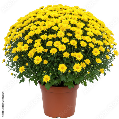 Vibrant yellow chrysanthemum bush blooming brightly in a terra cotta pot isolated on transparent background
