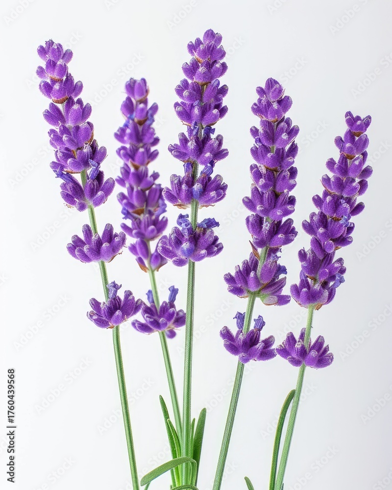 Obraz premium Lavender bouquet close-up isolated on white, used for aromatherapy or decoration