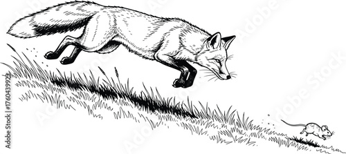 Fox Hunting Mouse Across Grassy Meadow: Wildlife Illustration for Nature Education, Animal Behavior Studies, and Conservation Awareness, Detailed Black and White Ink Drawing for Print Media and Editor