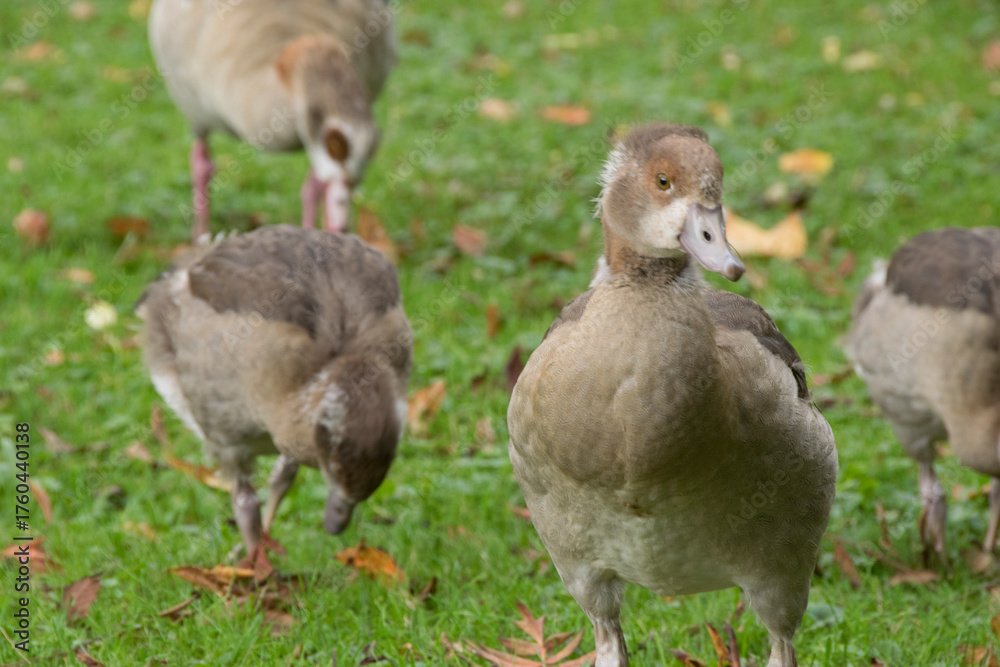 Obraz premium Junge Nilgänse