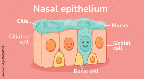 Nasal epithelium
Ciliated columnar epithelium