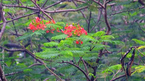 Tropical Tree with Red Flowers Swaying in Strong Wind and Heavy Rain during Monsoon Season