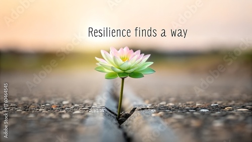 Lotus flower blooming from a crack representing resilience