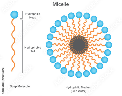 Science vector illustration showing Micelle formation with Lyophilic head and Lyophobic tail, explaining how soap molecules clean dirt in water.