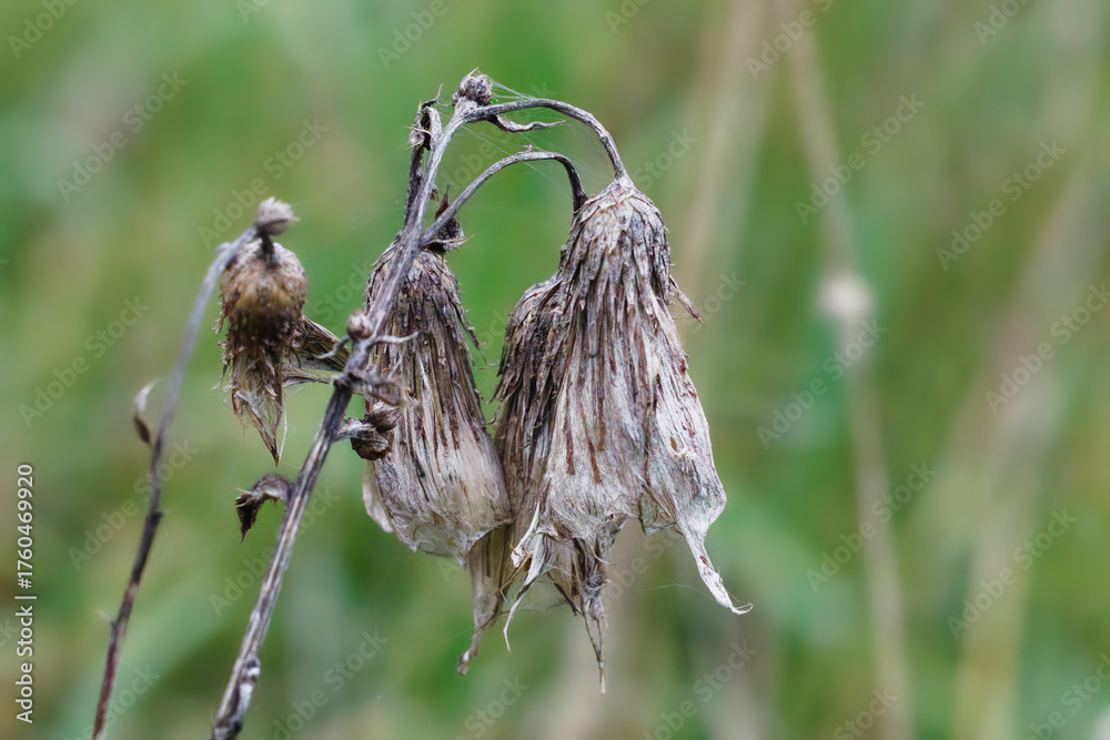 Fototapeta premium Pflanze