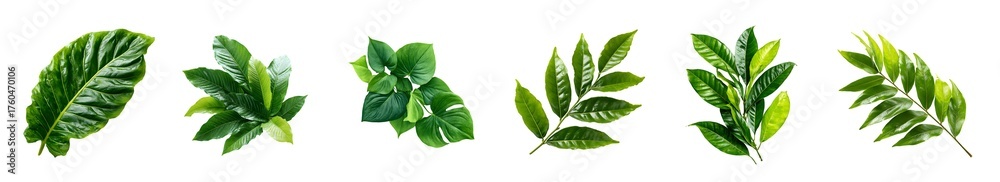 Fototapeta premium A diverse collection of fresh green plant leaves and foliage isolated on a white background.