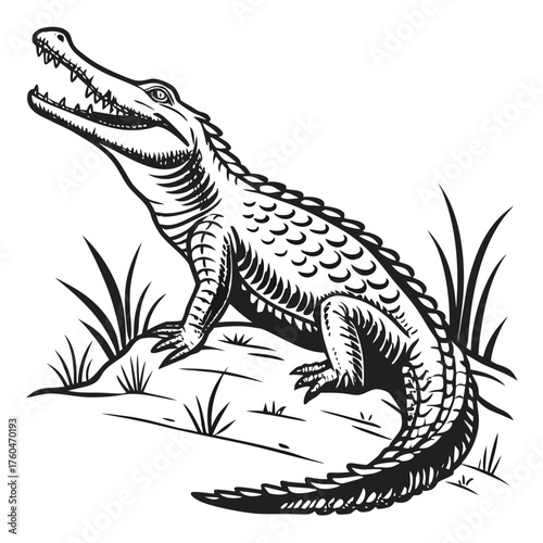 Vector illustration of a crocodile