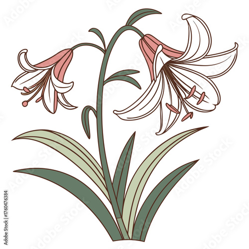 Lily flower illustration with pink and green details  