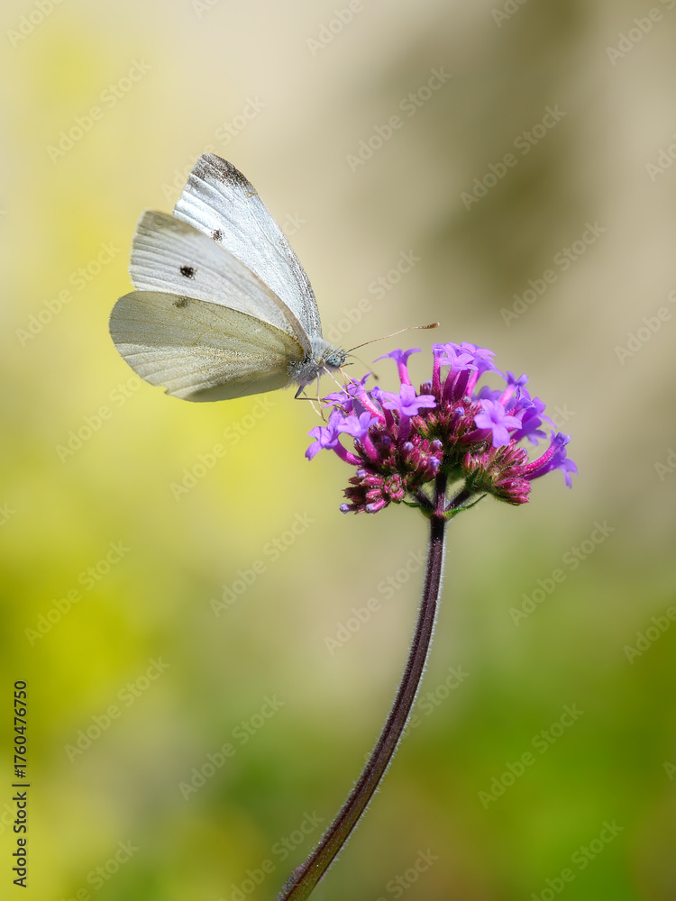 Naklejka premium Macro of a white cabbage butterfly on averbena flower