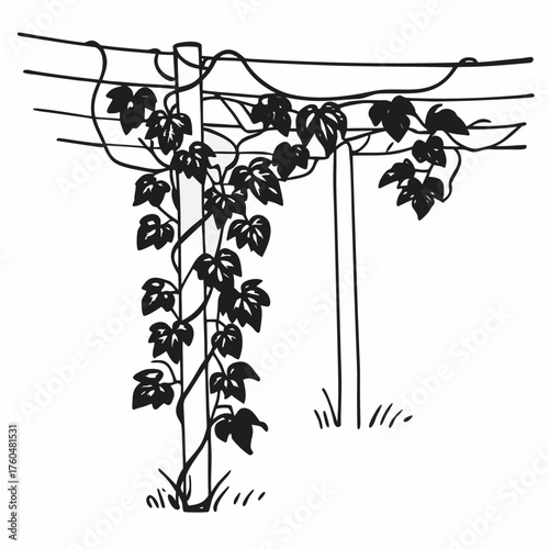 Vine growing on trellis in black and white illustration  