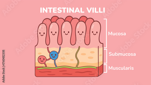 INTESTINAL VILLI Illustration