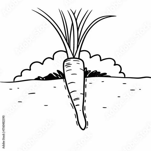 Carrot growing in soil with green leaves and simplicity style  