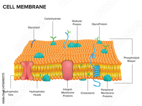 Cell Membrane Structure illustration, educational illustration