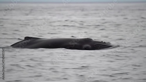 An enormous, dark-colored marine mammal glides serenely on the water's surface, its body partially submerged within a serene ocean scene under a cloudy, overcast sky.