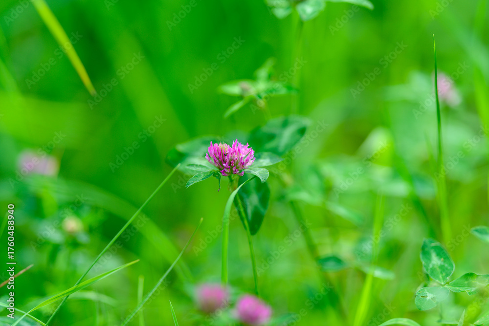 Fototapeta premium A Beautiful Pink Clover Blossom Emerging Joyfully Amidst Lush Green Grass All Around
