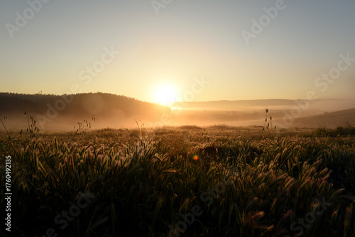 sunset over the field