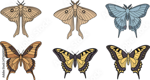 Vintage Moth and Butterfly Illustrations Set